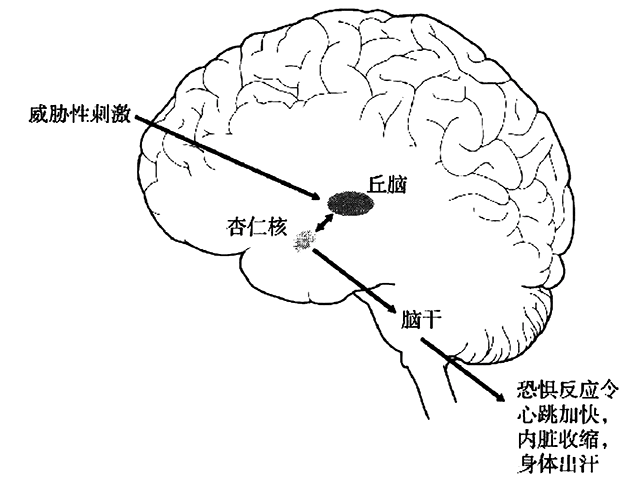 大脑中的焦虑回路 - 内蒙古心理网