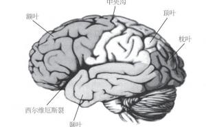 上脑，下脑 - 内蒙古心理网