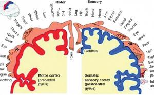 大脑中的矮人：加拿大医生彭菲尔德地图的故事