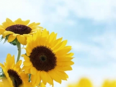 核心办理生理咨询经典问话